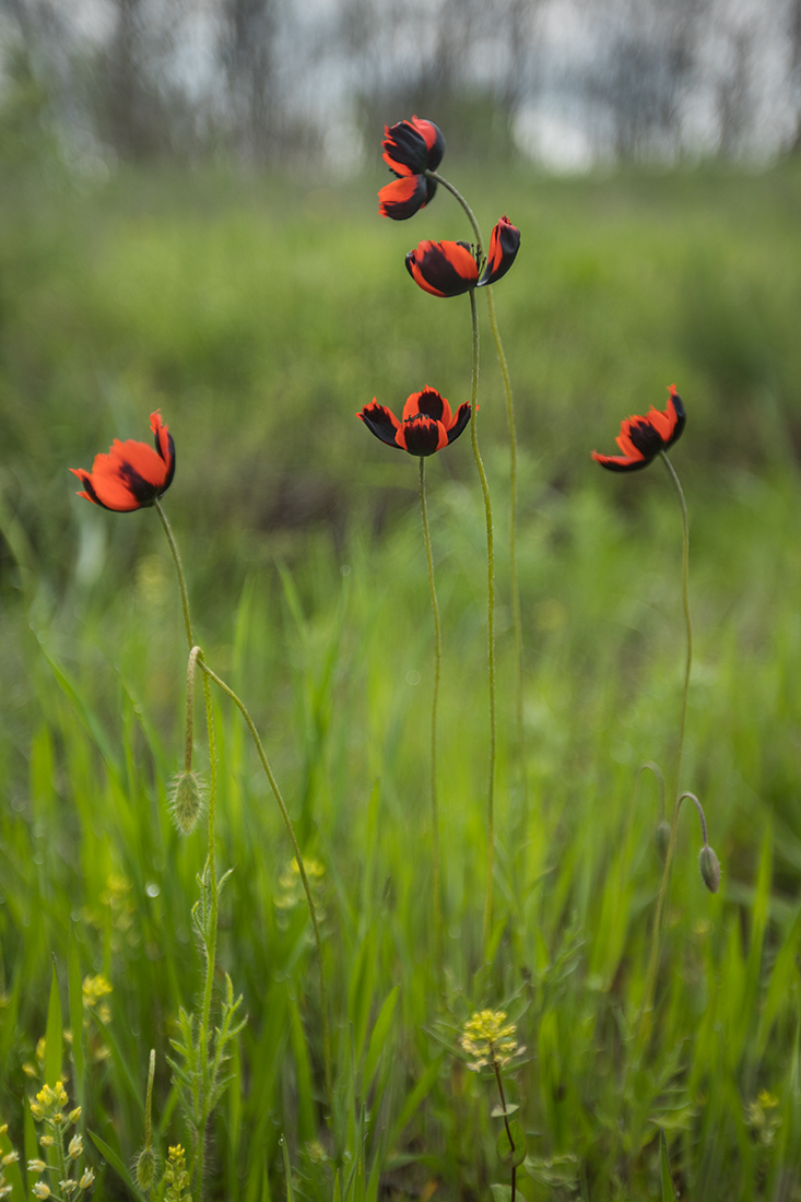 Image of Papaver stevenianum specimen.