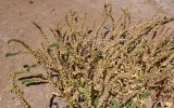 Hyoscyamus muticus. Отцветающее и плодоносящее растение. Египет, мухафаза Асуан, о-в Калабша, каменистый сухой склон. 03.05.2023.