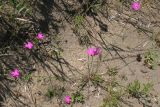 Dianthus borbasii