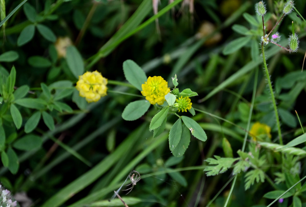 Image of Trifolium campestre specimen.