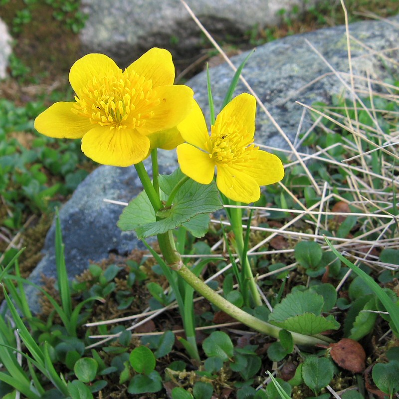 Изображение особи Caltha palustris.