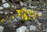 Draba hispida. Цветущее растение. Карачаево-Черкесия, Зеленчукский р-н, окр. пос. Архыз, долина р. София, поляна Ледниковая Ферма, в камнях посреди ручья. 12.06.2021.