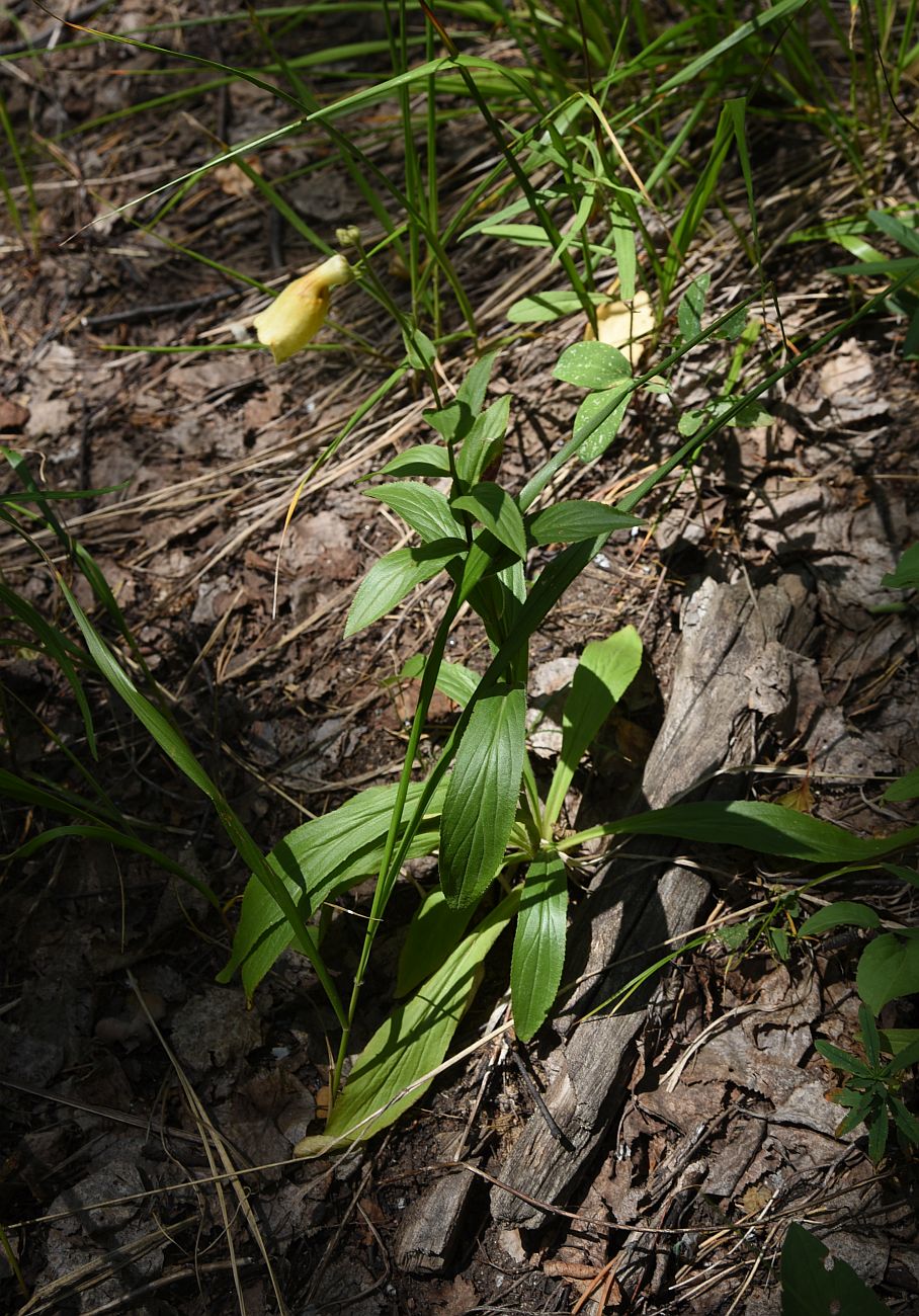 Изображение особи Digitalis grandiflora.