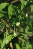 Polygonatum multiflorum