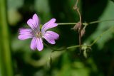 Geranium gracile. Цветок. Краснодарский край, Адлерский р-н, хр. Аибга, 1460 м н.у.м., в лесу у берега р. Менделиха. 29.07.2023.