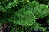 Osmunda regalis