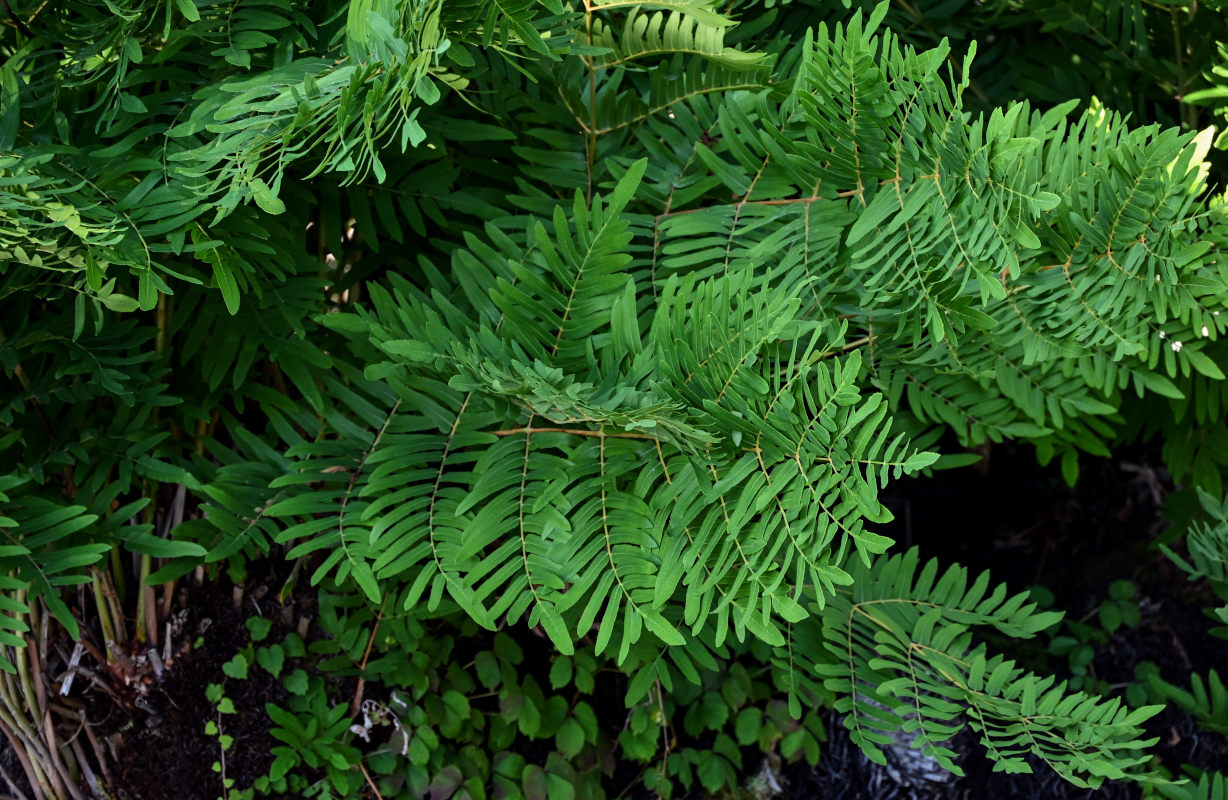 Image of Osmunda regalis specimen.