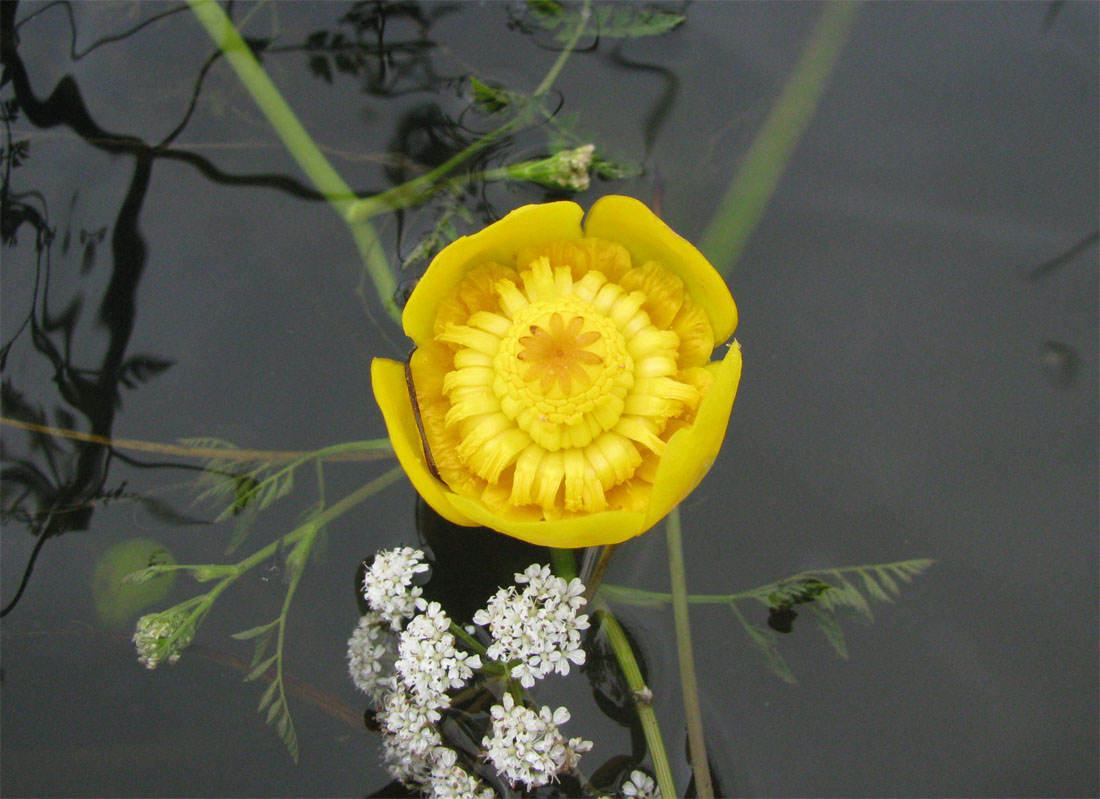 Изображение особи Nuphar lutea.