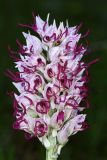 Orchis simia