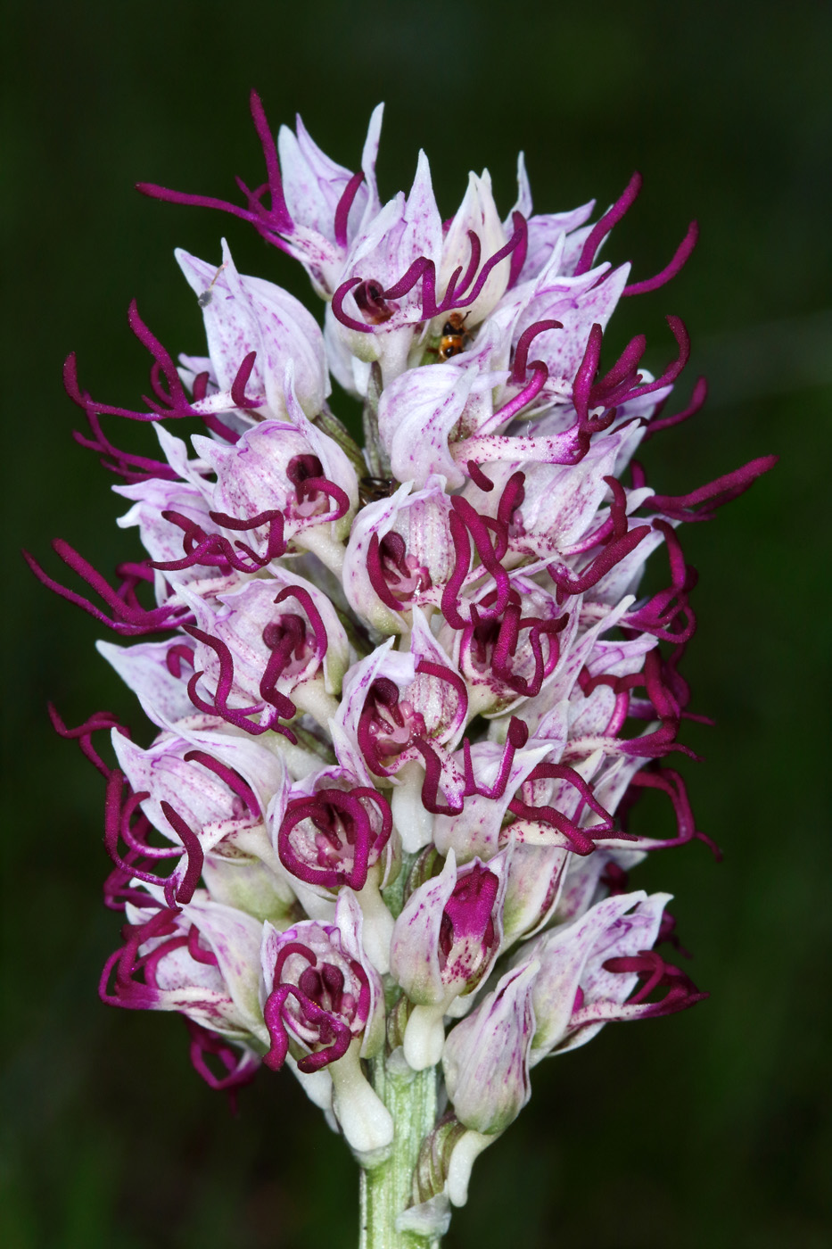 Image of Orchis simia specimen.