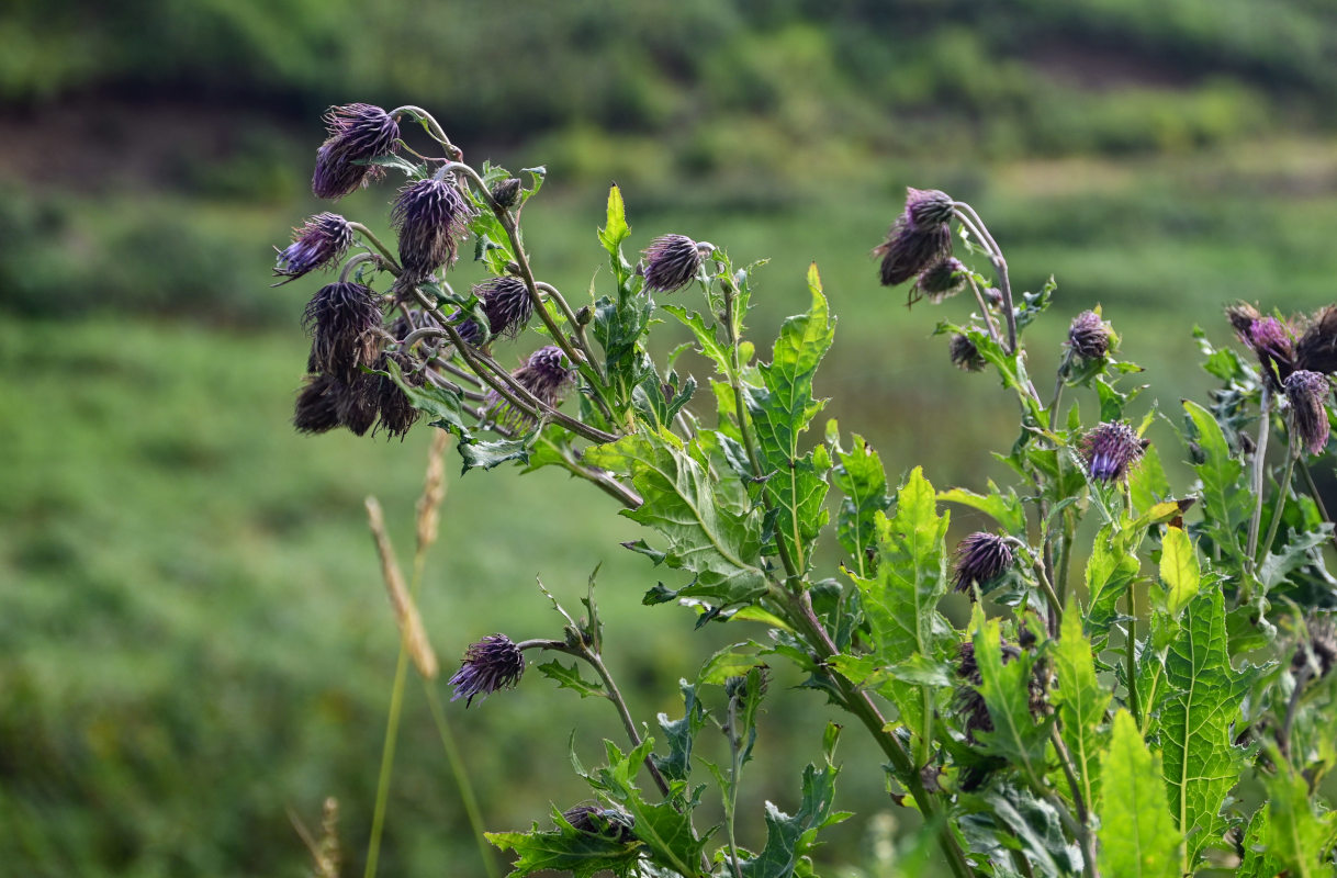 Image of Cirsium kamtschaticum specimen.