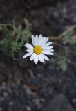 Pyrethrum demetrii