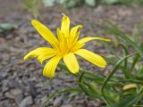 Tragopogon reticulatus. Верхушка побега с соцветием. Адыгея, Кавказский биосферный заповедник, гора Гузерипль, ≈ 2150 м н.у.м., осыпной склон из ожелезнённого песчаника. 28.06.2023.