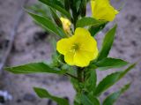 genus Oenothera