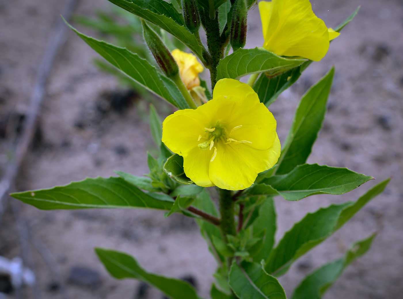 Изображение особи род Oenothera.