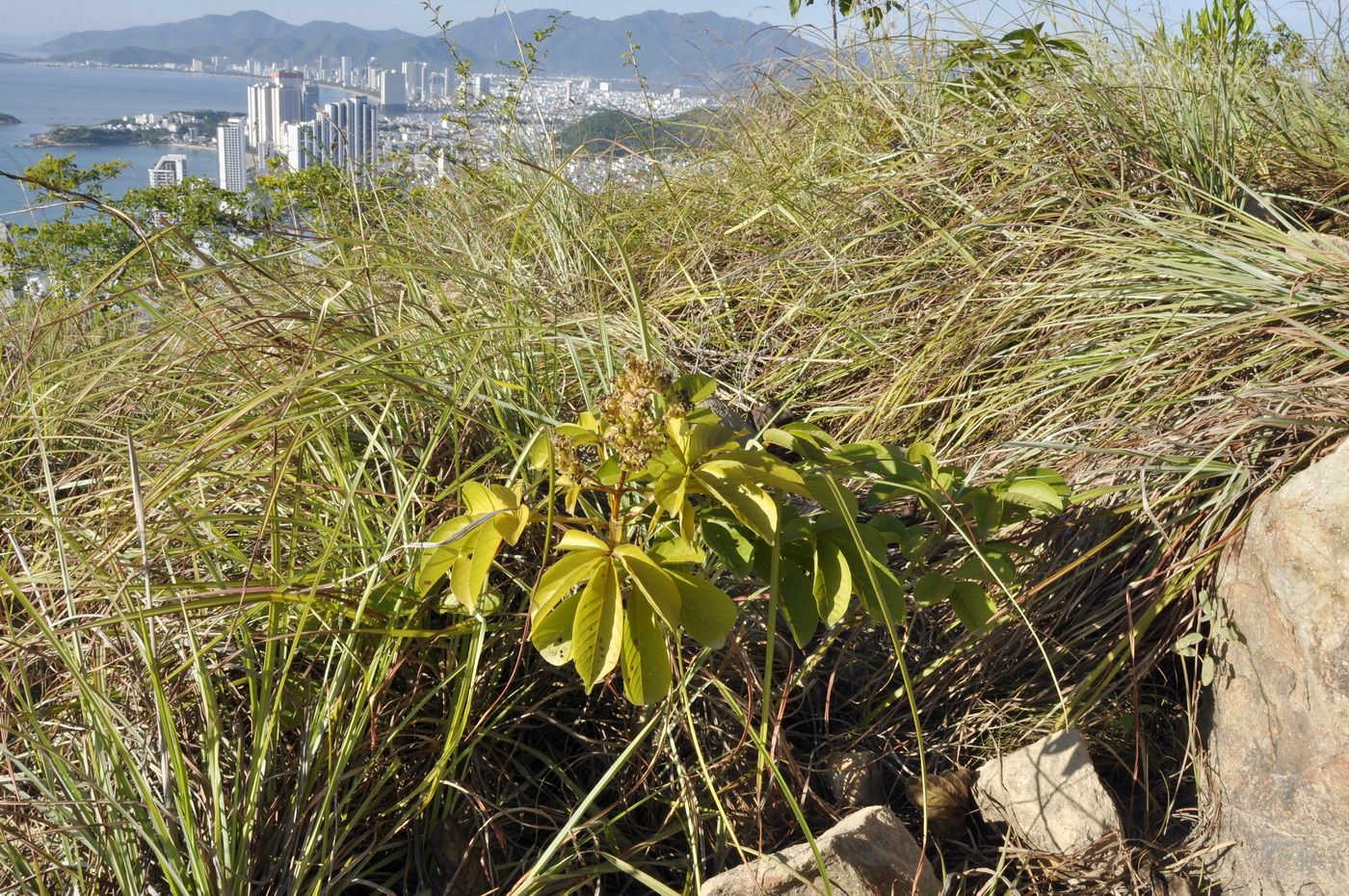 Image of Vitex pinnata specimen.
