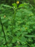 Medicago denticulata