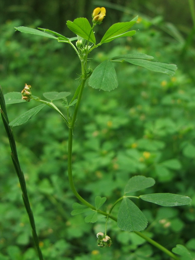 Изображение особи Medicago denticulata.