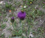 Cirsium arachnoideum. Верхушка цветущего растения со шмелём. Чечня, Шаройский р-н, правый берег р. Шароаргун в 200 м выше устья р. Кенхи, луг на краю лиственного леса. 12 августа 2023 г.