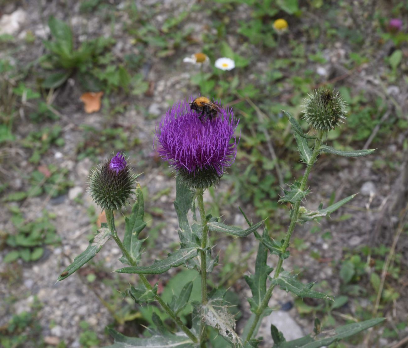 Изображение особи Cirsium arachnoideum.