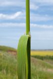 Calamagrostis pseudophragmites. Часть побега с отогнутым вниз листом. Краснодарский край, Темрюкский р-н, юго-восточный склон горы Дубовый Рынок, приречный луг. 13.05.2017.