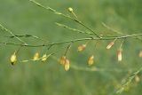 Asparagus officinalis