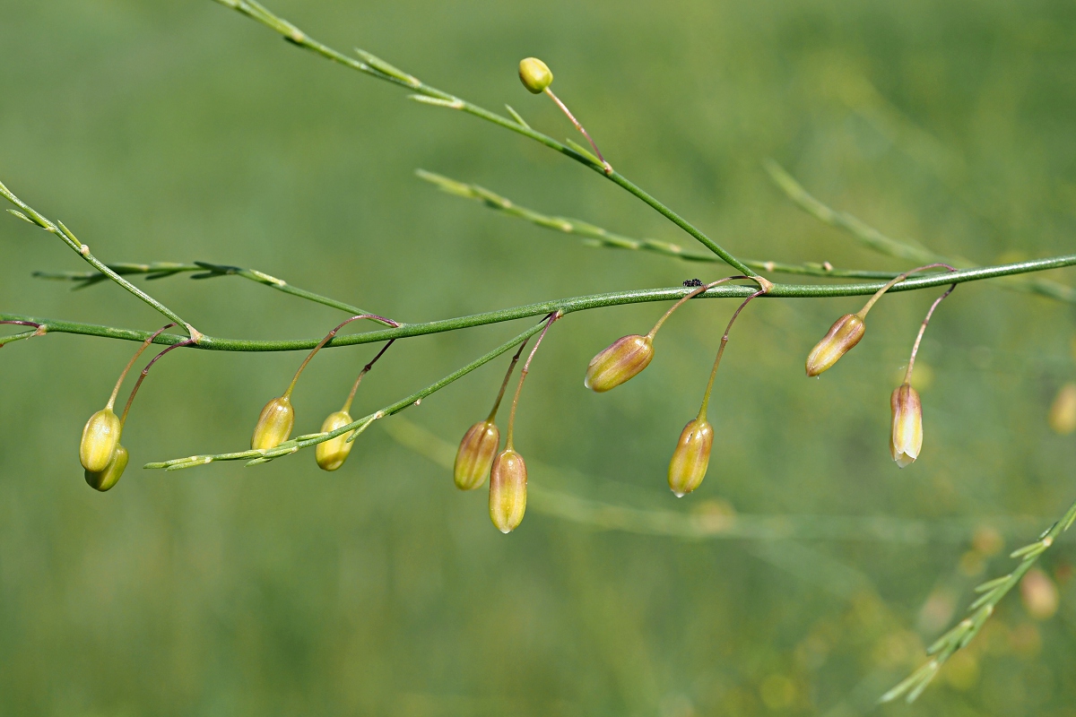 Изображение особи Asparagus officinalis.