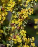 Verbascum lychnitis. Цветки, бутоны и завязи. Оренбургская обл., Кувандыкский гор. округ, окр. г. Кувандык, луговой склон. 06.07.2023.