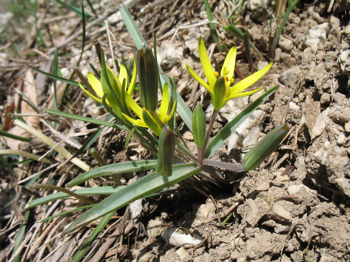 Image of Gagea turkestanica specimen.