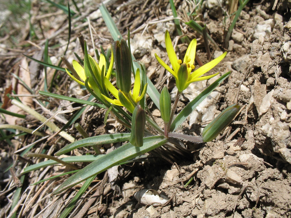 Изображение особи Gagea turkestanica.