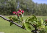 Malus prunifolia. Часть ветви с бутонизирующим соцветием. Испания, автономное сообщество Каталония, провинция Жирона, комарка Баш Эмпорда, муниципалитет Тороэлья-де-Монгри, часть старой живой изгороди на краю пашни. 29.03.2024.