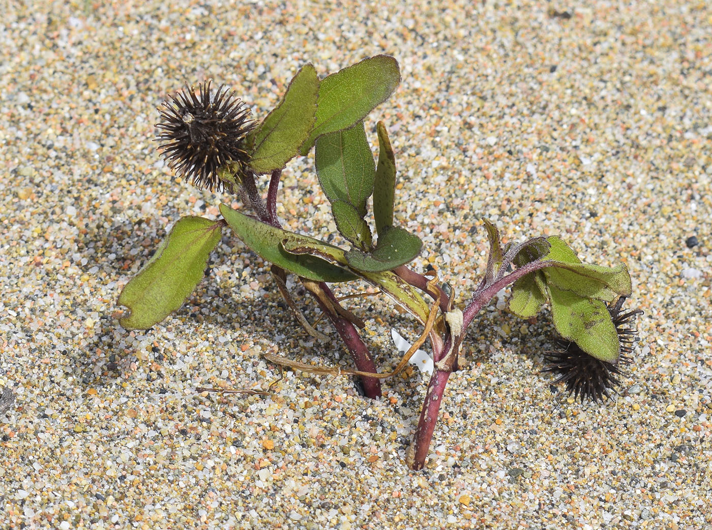 Изображение особи Xanthium orientale.