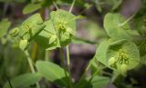 Euphorbia oblongifolia. Соцветие. Абхазия, Гудаутский р-н, Мюссерский лесной массив, берег р. Риапши. 12.04.2024.