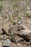 Vicia ervilia