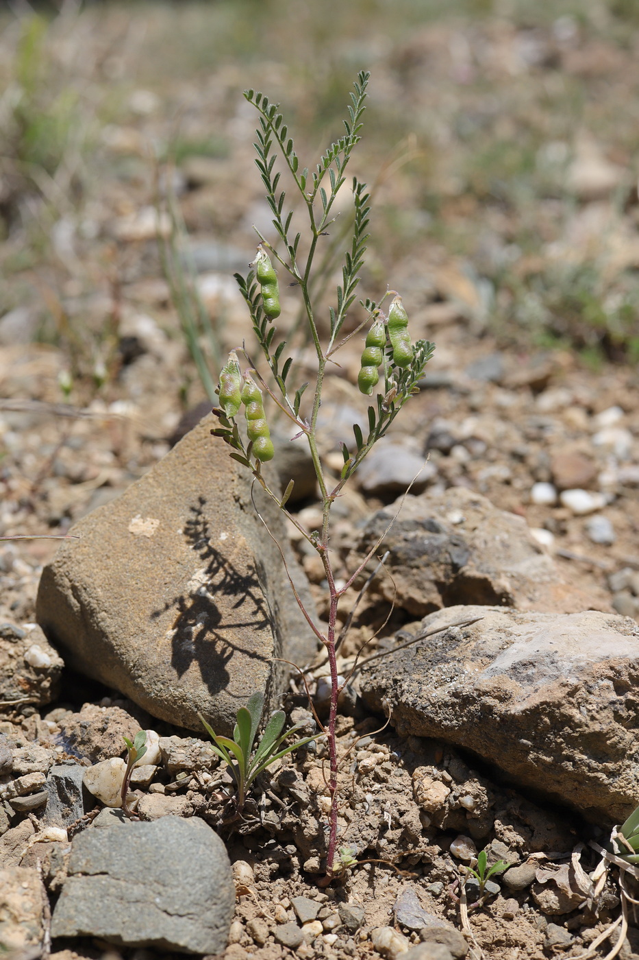 Image of Vicia ervilia specimen.