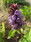 Prunella vulgaris. Верхушка побега с соцветием. Коми, окр. г. Сыктывкар, пос. Еляты, берег оз. Еляты, песчаный пляж. 22.06.2010.