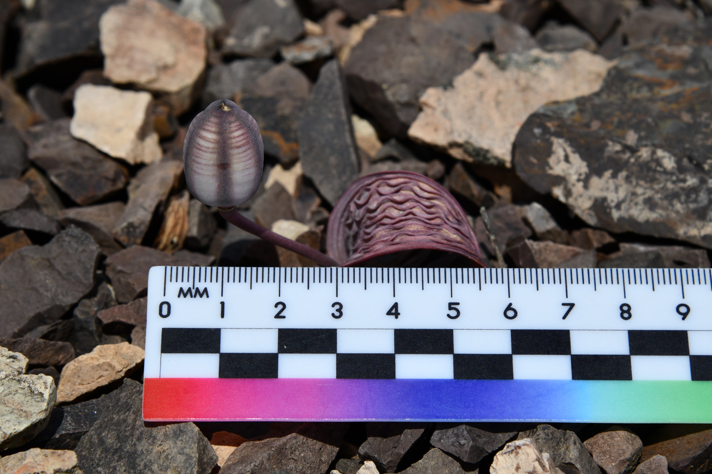 Image of Tulipa regelii specimen.