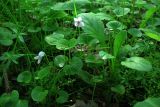 Viola palustris