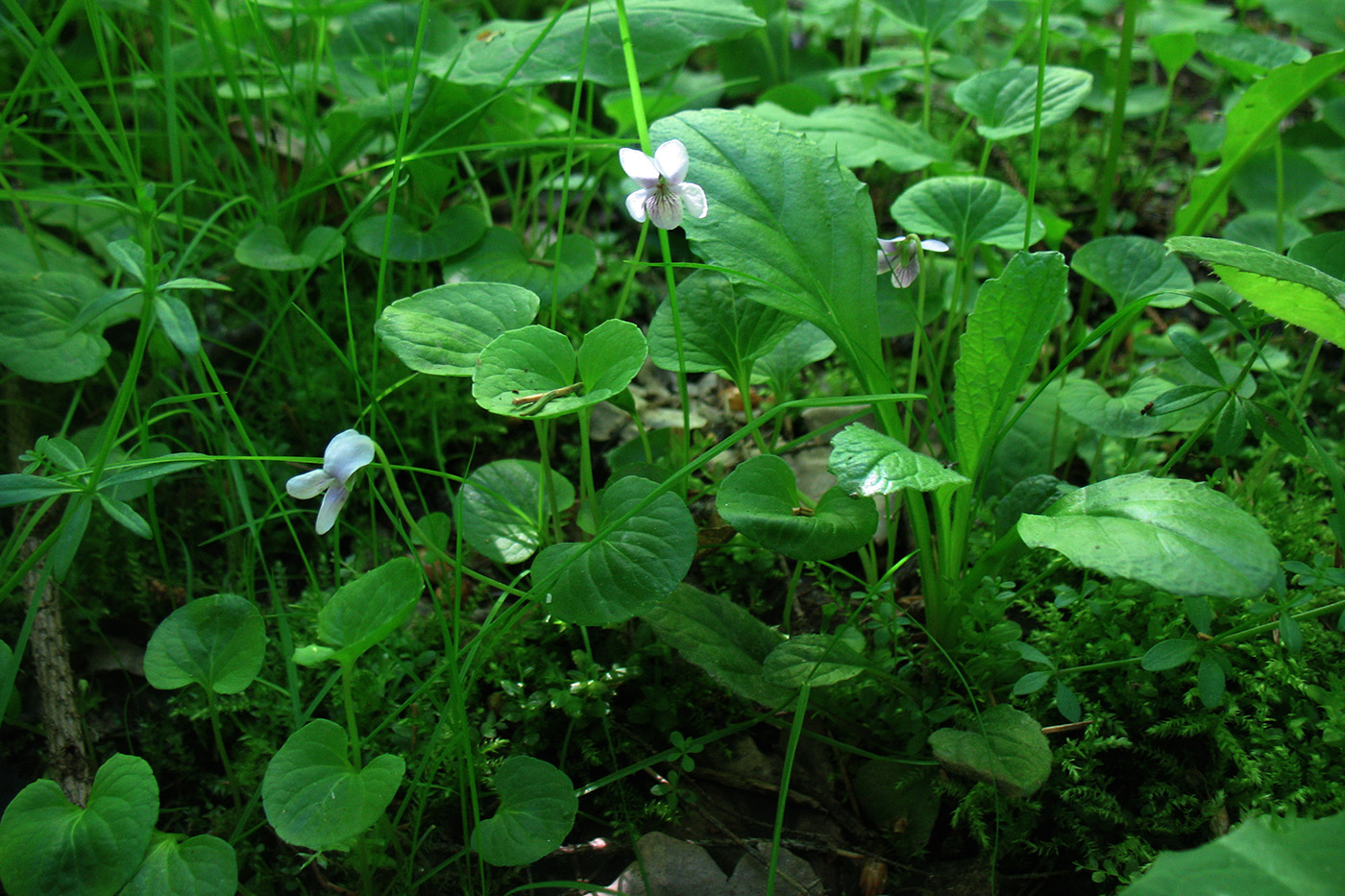 Image of Viola palustris specimen.