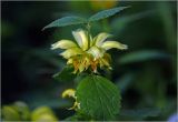 Galeobdolon luteum