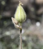 Melandrium latifolium