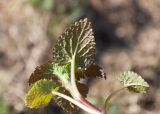 Lamium album. Верхушка побега (видна абаксиальная поверхность листа). ЯНАО, г. Салехард, берег р. Шайтанка (Преображенка), луг. 10.06.2024.