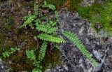 Adiantum malesianum