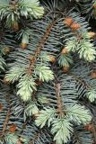 Picea engelmannii. Ветви с молодыми побегами. Псковская обл., г. Псков, Станция скорой помощи. 08.06.2006.