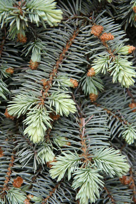 Изображение особи Picea engelmannii.