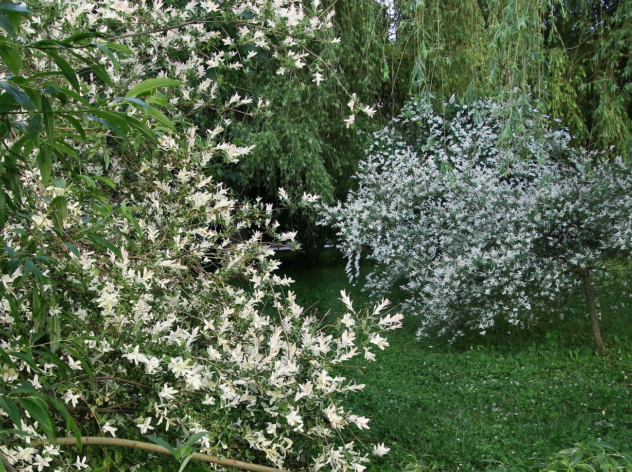 Изображение особи Salix integra.