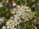 Origanum onites