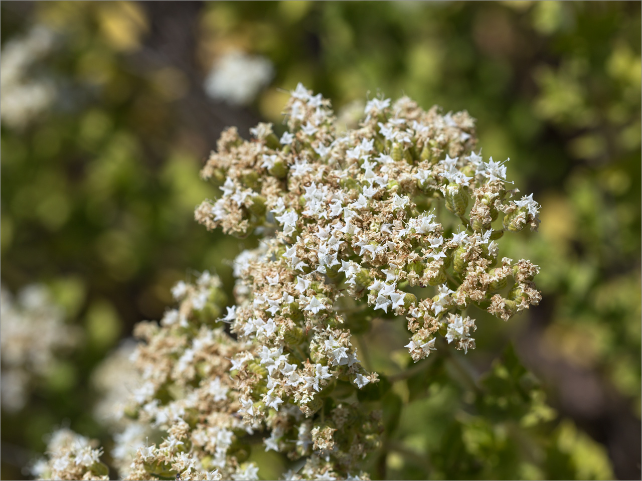 Image of Origanum onites specimen.