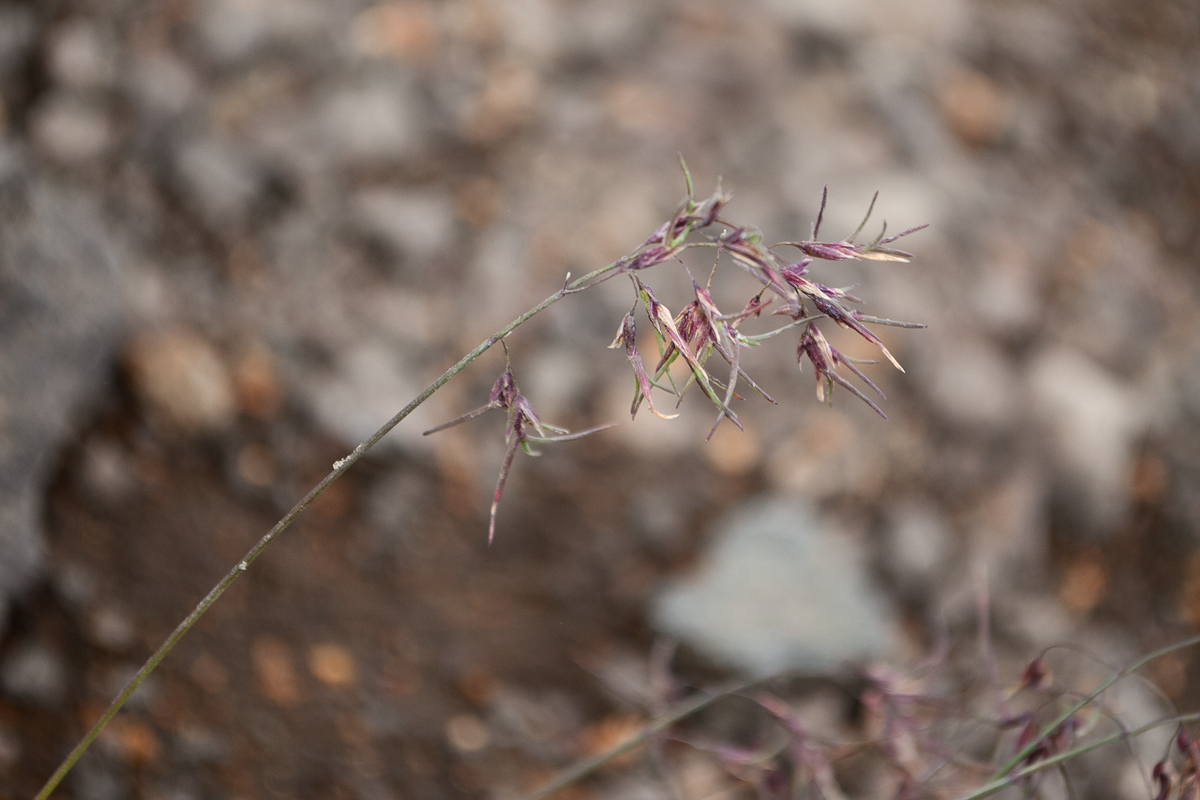 Image of Poa malacantha var. vivipara specimen.