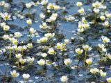 Ranunculus trichophyllus